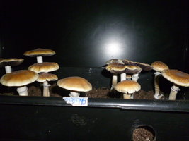 shooting stars 16.JPG