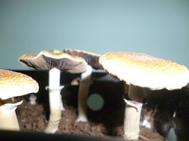 shooting stars 19.JPG