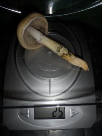 SAM_0739.JPG