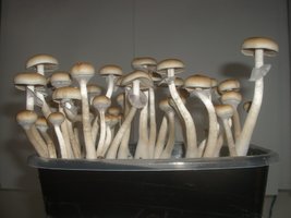 IMGP0015.JPG
