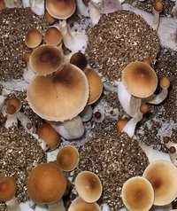 Cubensis-shooting-stars free spore Spana.jpg