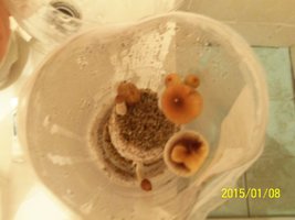 100_4339.JPG