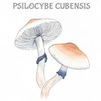 Guia-Psilocybe-cubensis-Ingra-Cocharski_.jpg