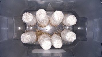 Bolos XAP prontos para o dunk.JPG