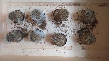 Pins em 07-01.JPG