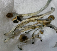 secagem_311.jpg