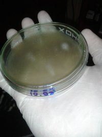 dish1.jpg