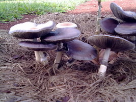 fts 017.jpg
