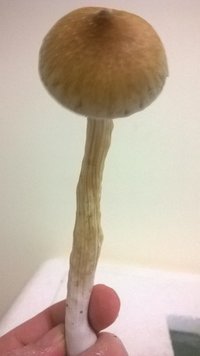 WP_20150322_026.jpg