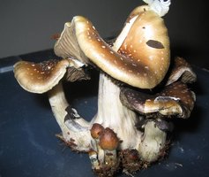 TKSSS Psilopleix Shroomery 79131-pozkz0001.jpg