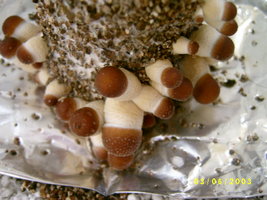 TKSSS pothead_bob Shroomery 800524317-S4200357.jpg