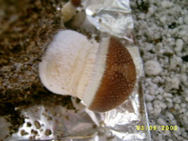 TKSSS pothead_bob Shroomery 800524326-S4200359.jpg