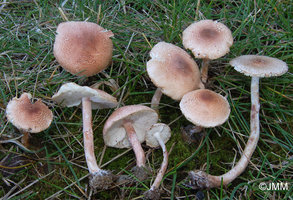 Lepiota%20josserandii%203.jpg