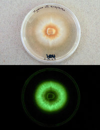 091005-05-glowing-mushroom-luxperpetua_big.jpg