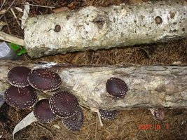 lightning-makes-mushrooms-bigger_18632_990x742_adapt_676_1.jpg
