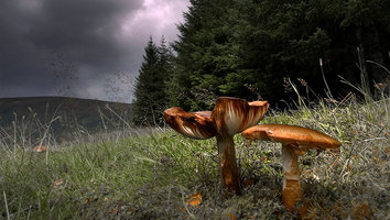 mushroom.jpg