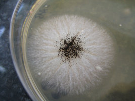 738423871-Fungus_petri_dish.jpg