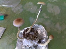 16042015339.jpg