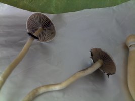 16042015340.jpg