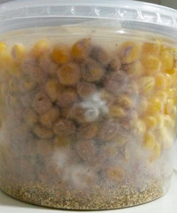 verticillium.jpg