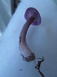 IMG_4292.JPG