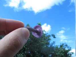 IMG_4295.JPG