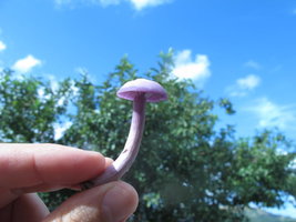 IMG_4298.JPG