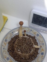 cogusaudavel.jpg
