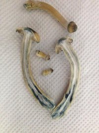 psilocibina.jpg