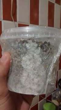 PESA - após 6 dias de inoculação(10-04).jpg