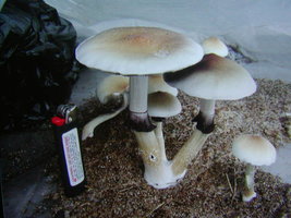 GC bluelou Shroomery 68506-P1010016_3.jpg