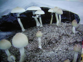 GC bluelou Shroomery 85815-P1010032_1.jpg