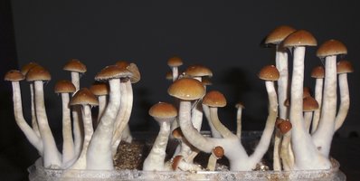 McKennaii ALTERED.STATES Shroomery 509717794-McKennaii119g1stFlush.jpg