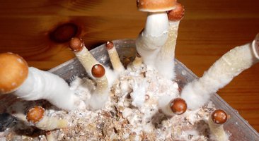 McKennaii ALTERED.STATES Shroomery 598181748-4McKennaii1.jpg