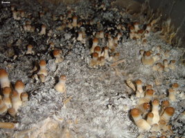 LIZARD KING BREEDERS Shroomery 165364373-DSC09785.jpg