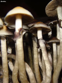 LIZARD KING BREEDERS Shroomery 165364922-DSC09999.jpg