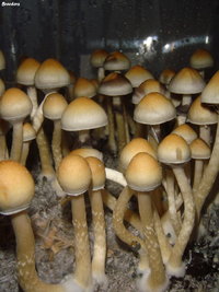 LIZARD KING BREEDERS Shroomery 165364589-DSC09909.jpg