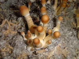 LIZARD KING BREEDERS Shroomery 165364482-DSC09791.jpg