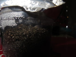 erva mate 7.JPG