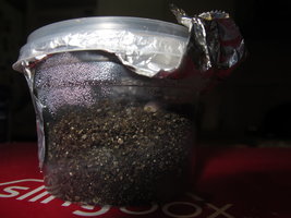 erva mate 10.JPG