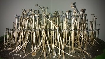 Bulk Tampa3.jpg