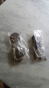 psilocybe cubensis.jpg