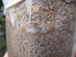 IMG_4393.JPG