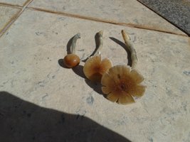 20150512_130958.jpg