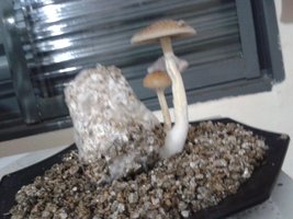 20150516_083850.jpg