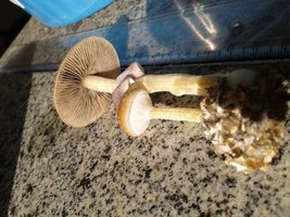 20150516_084306.jpg