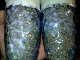 Copos Cyanescens crescendo fortes!..jpg
