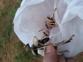 20150519_170944.jpg