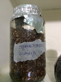 Pote Grain.JPG