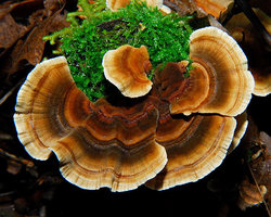 Rare-and-Beautiful-Mushrooms-8.jpg